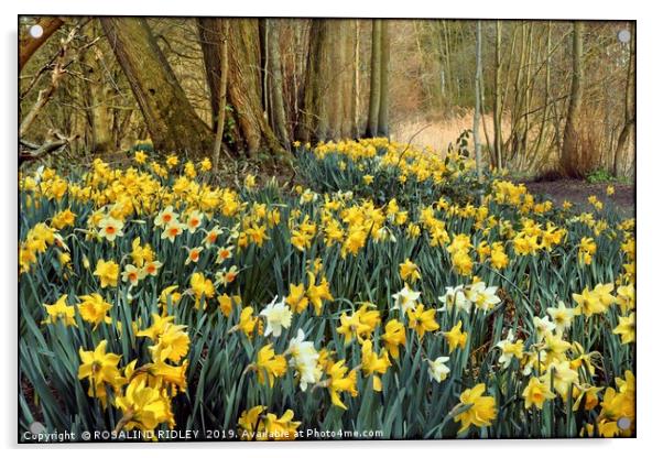 "Daffodils in the wood 2" Acrylic by ROS RIDLEY