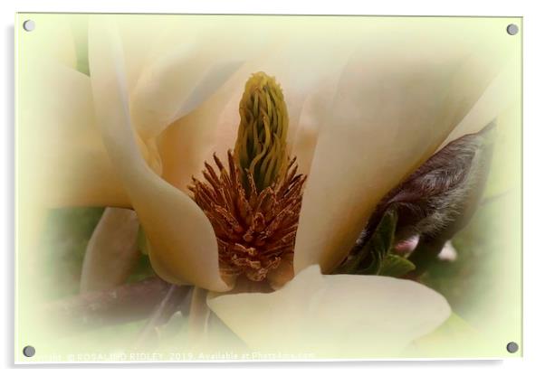 "Soft Magnolia" Acrylic by ROS RIDLEY