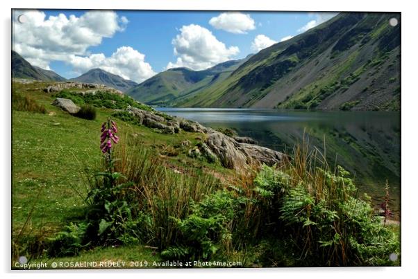 "Foxglove and reflections at Wastwater" Acrylic by ROS RIDLEY