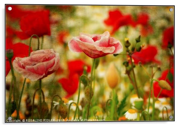 "Antique poppies" Acrylic by ROS RIDLEY