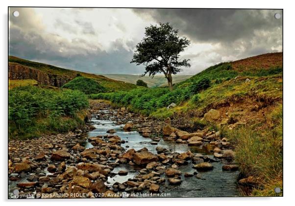 "Bollihope Tree" Acrylic by ROS RIDLEY