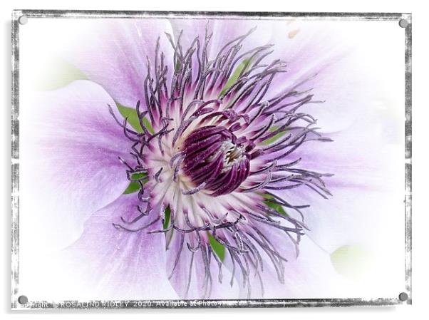 Clematis "Claire de Lune " Acrylic by ROS RIDLEY