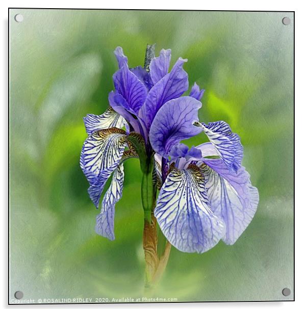 "Portrait of an Iris" Acrylic by ROS RIDLEY