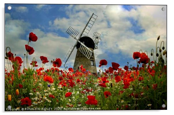 "Poppies at the windmill" Acrylic by ROS RIDLEY