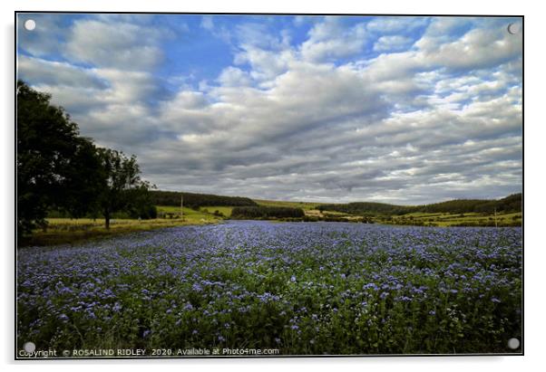 "Field of Phacelia in Kildale" Acrylic by ROS RIDLEY