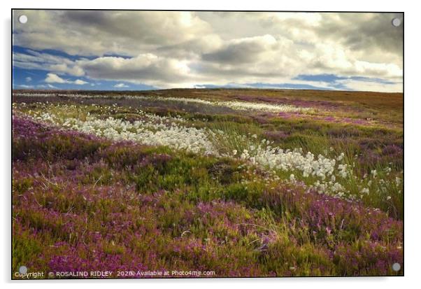 "Storm clouds over heather and cotton grass" Acrylic by ROS RIDLEY