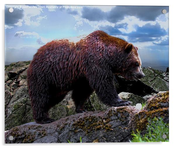 Kodiak Bear (Grizzly)  Acrylic by paul willats