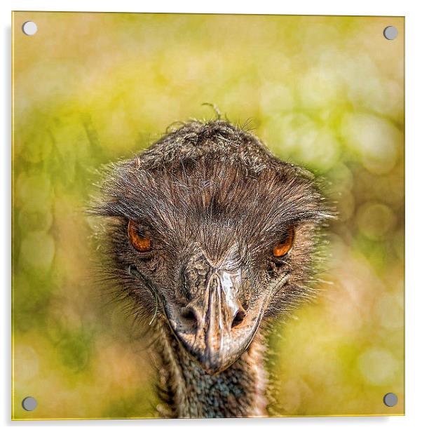  AUSTRALIAN EMU Acrylic by paul willats