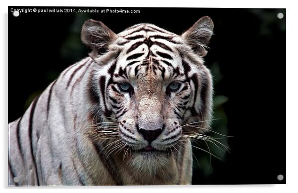 WHITE TIGER  Acrylic by paul willats