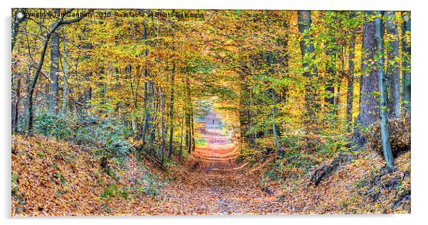  Autumn Woodland Acrylic by Ian Danbury