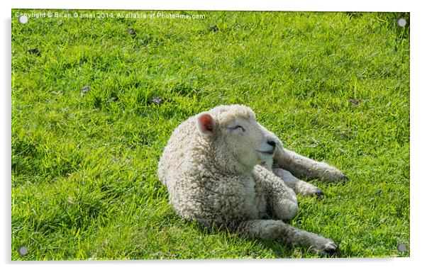  Sleepy Lamb Acrylic by Brian Garner