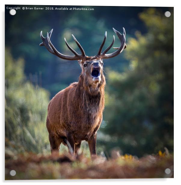 Rutting Red Deer Stag Acrylic by Brian Garner