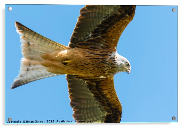 Red Kite Soaring in Blue Sky Acrylic by Brian Garner