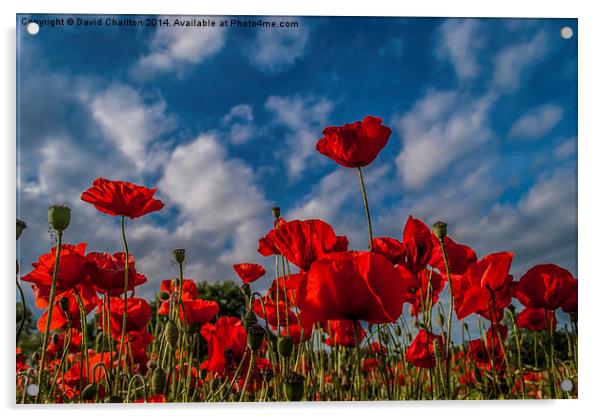  Poppies Acrylic by David Charlton