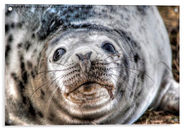  Grey Seal pup Acrylic by David Charlton