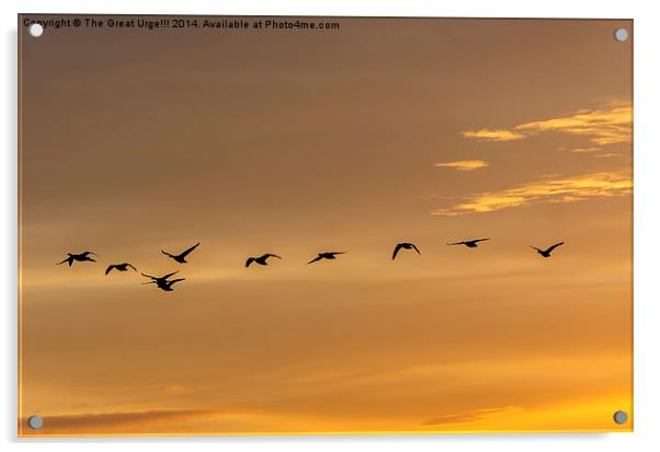  Flock at Sunset Acrylic by David Charlton