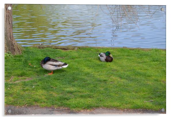 Ducks at Chelmsford Central Park Acrylic by John Bridge