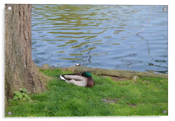 Ducks at Chelmsford Central Park Acrylic by John Bridge
