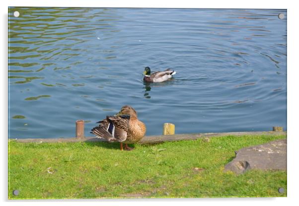 Ducks at Chelmsford Central Park Acrylic by John Bridge