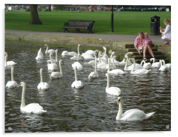 Swans at Christchurch Acrylic by John Bridge