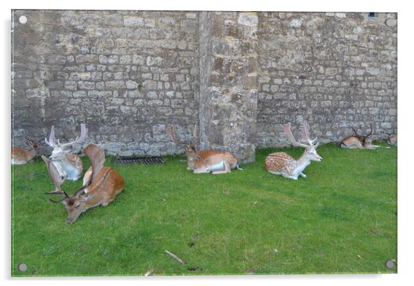 Resting Deer Acrylic by John Bridge