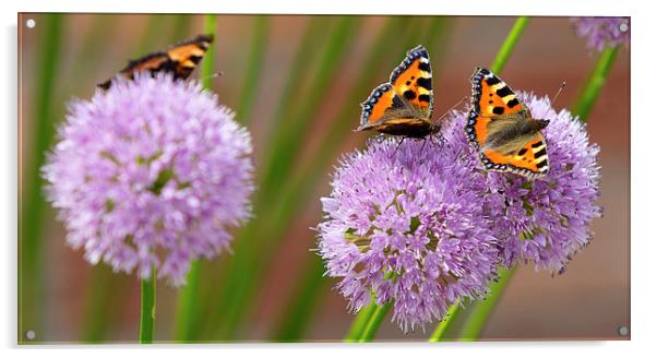  Butterflies Acrylic by Vince Betts