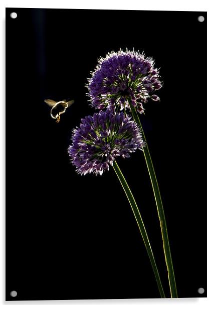 Bee in Flight Acrylic by Vince Betts