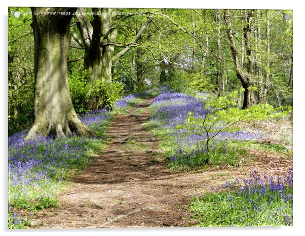 Spring woodland sunshine bluebells. Acrylic by Andrew Heaps