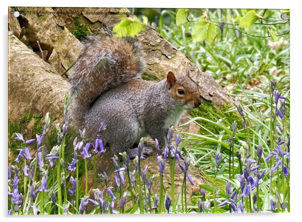 Cheeky Squirrel in Bluebell Wonderland Acrylic by Andrew Heaps