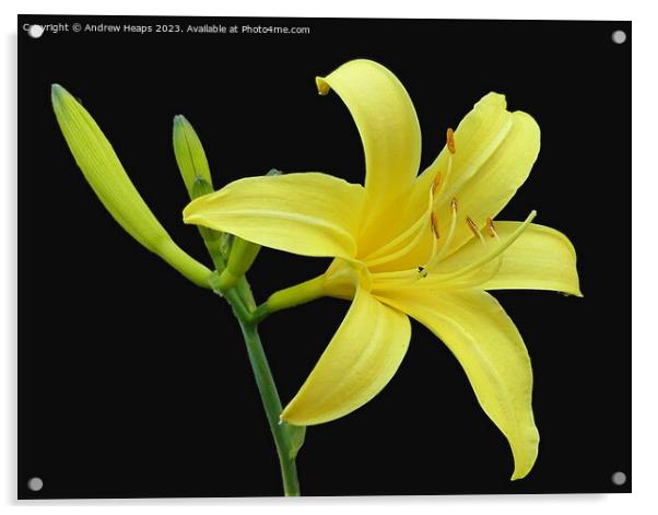 Yellow Lilly flower in full bloom. Acrylic by Andrew Heaps