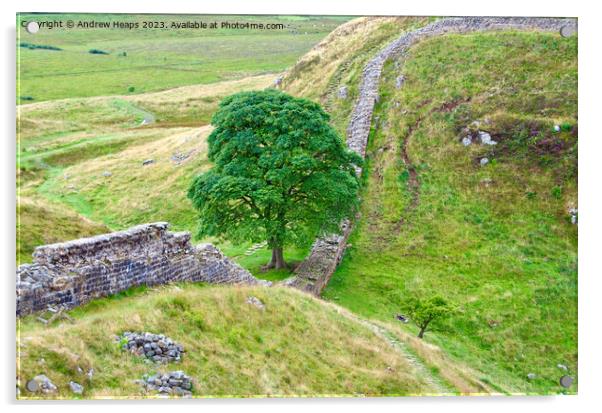 Majestic Sycamore Gap Acrylic by Andrew Heaps