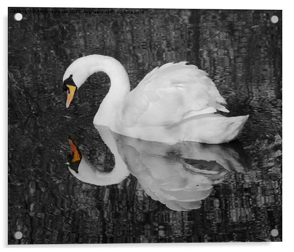 A  Very fine swan indeed. Acrylic by Andrew Heaps