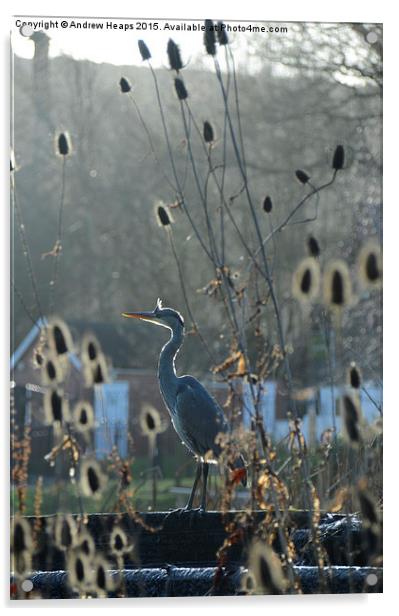 Heron at Trentham Gardens Acrylic by Andrew Heaps