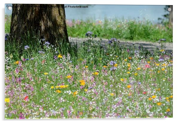  Meadow Flowers Acrylic by Andrew Heaps