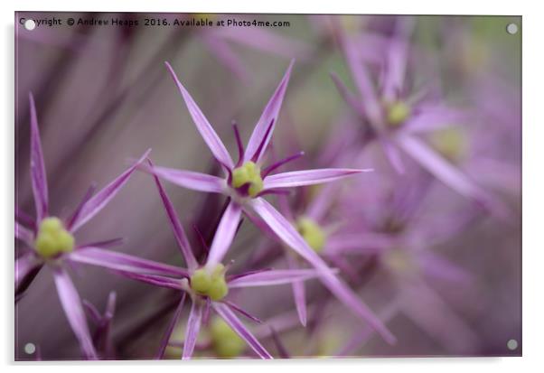 Macro of ( Allium giganteum)  Purple flower Acrylic by Andrew Heaps