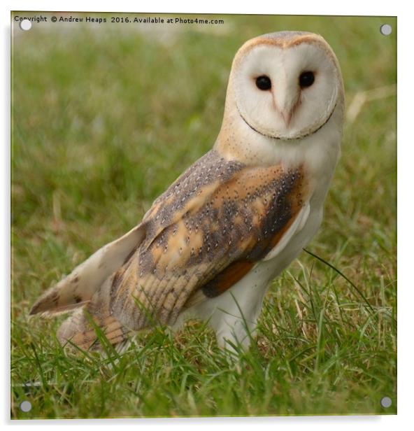 Barn owl Acrylic by Andrew Heaps