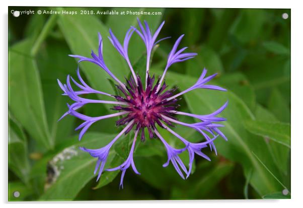 Blue Corn Flower Acrylic by Andrew Heaps