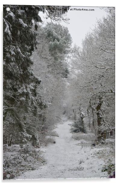 Wintery scene in local wood Enchanting Snowy Fores Acrylic by Andrew Heaps