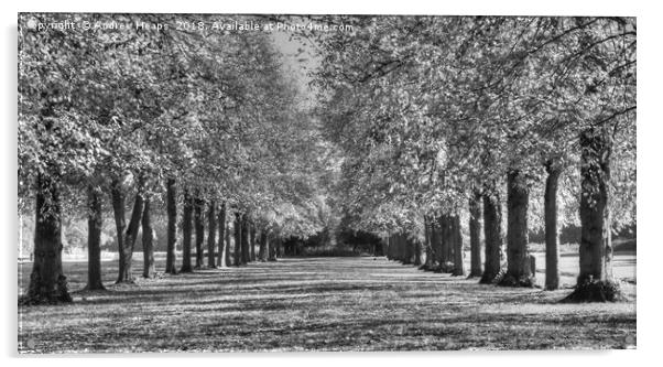 Avenue  of trees HDR Majestic Monochrome Trees Acrylic by Andrew Heaps