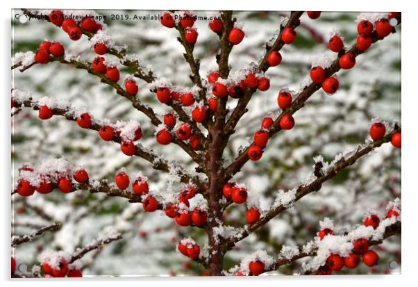 Red berry tree covered in snow. Acrylic by Andrew Heaps