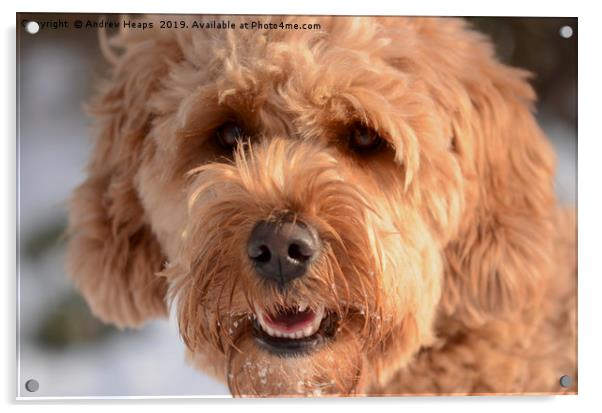 Golden Doodle Acrylic by Andrew Heaps