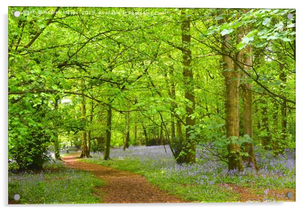 Enchanting Bluebell Wood Acrylic by Andrew Heaps