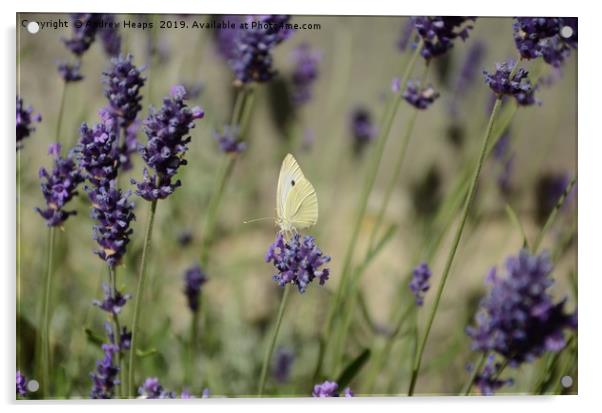 Cabbage butterfly in lavender  Acrylic by Andrew Heaps