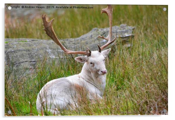 Albino young stag deer Acrylic by Andrew Heaps