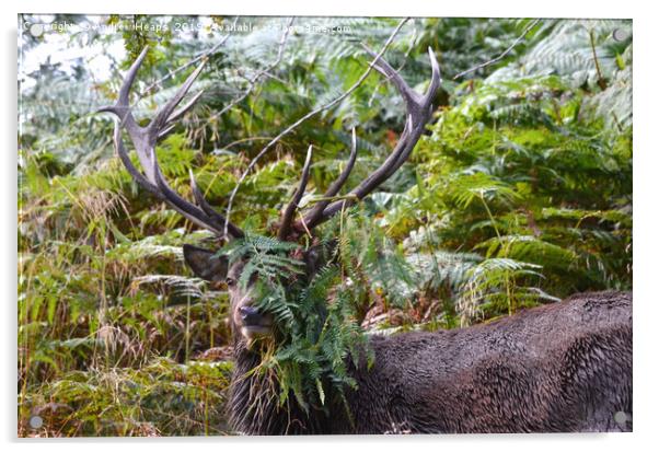 Stage deer in foliage Acrylic by Andrew Heaps