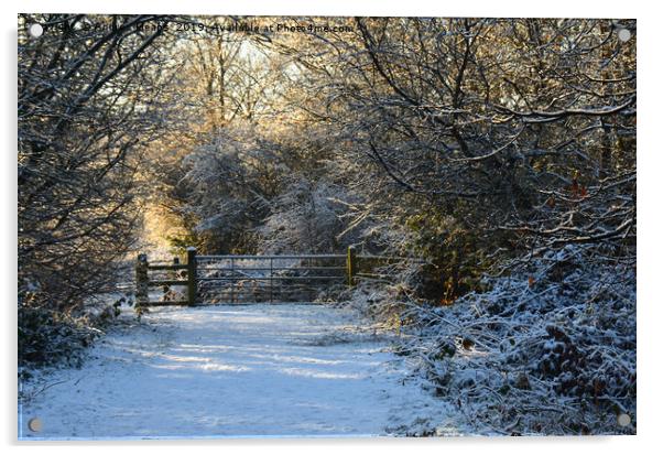 Snowy winter scene  Acrylic by Andrew Heaps