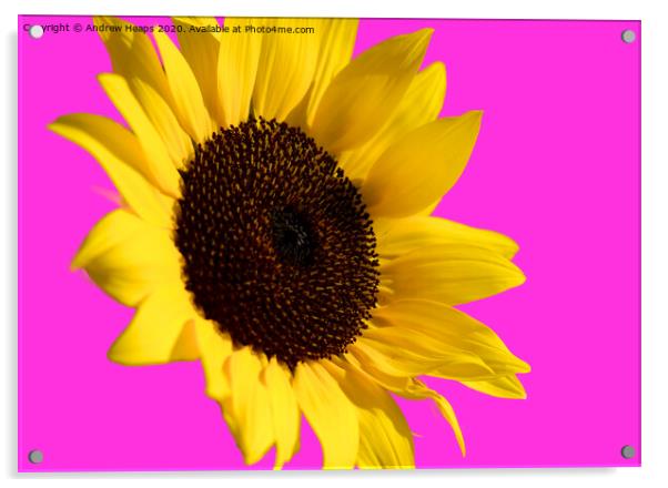 Sunflower head with pink back ground and bee on fl Acrylic by Andrew Heaps