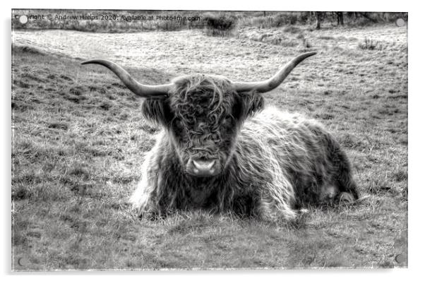 Highland Cow Grazing in Monochrome Acrylic by Andrew Heaps