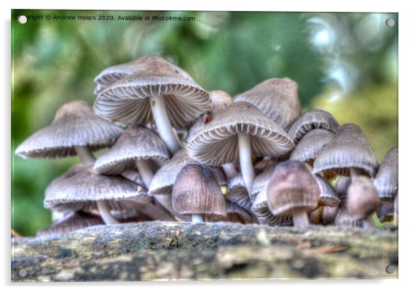 Fungi on tree stump. Acrylic by Andrew Heaps