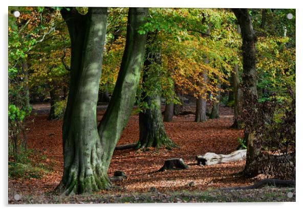 Autumn woodland  Acrylic by Andrew Heaps